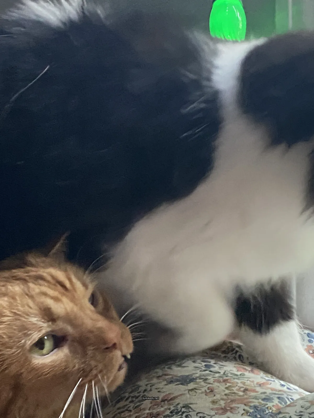 Siyah ve beyaz bir kedi ve bir kahverengi kedi, sarı bir gözle.