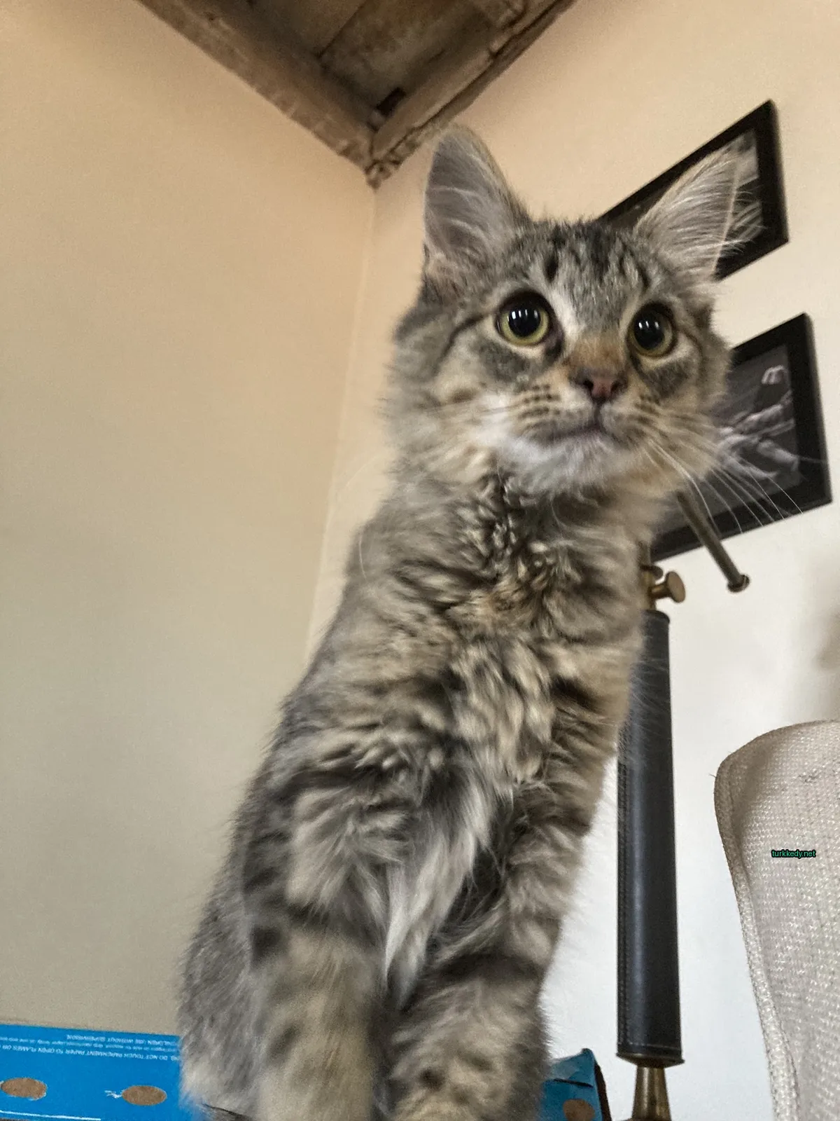 Gri ve beyaz bir kedi, beyaz bir duvarın üzerinde dikiliyor.