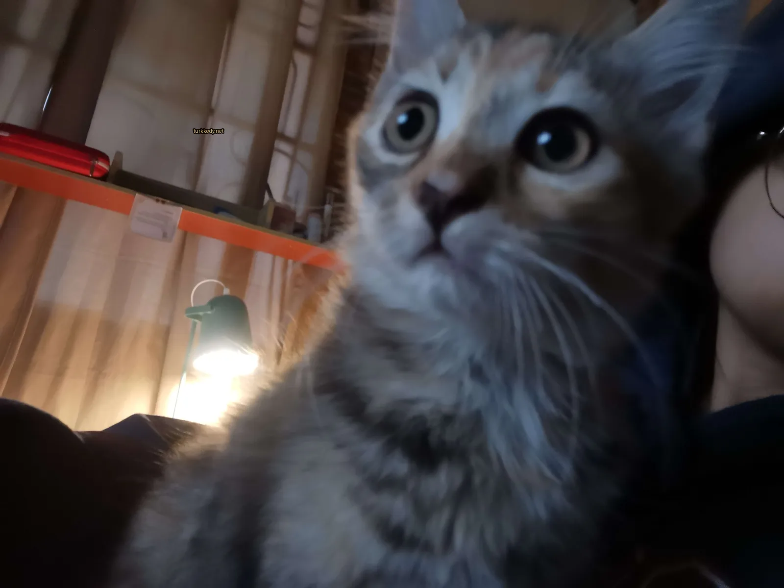 Koyu kahverengi ve beyaz bir kedi, yüzü şaşırmış bir ifadeyle.