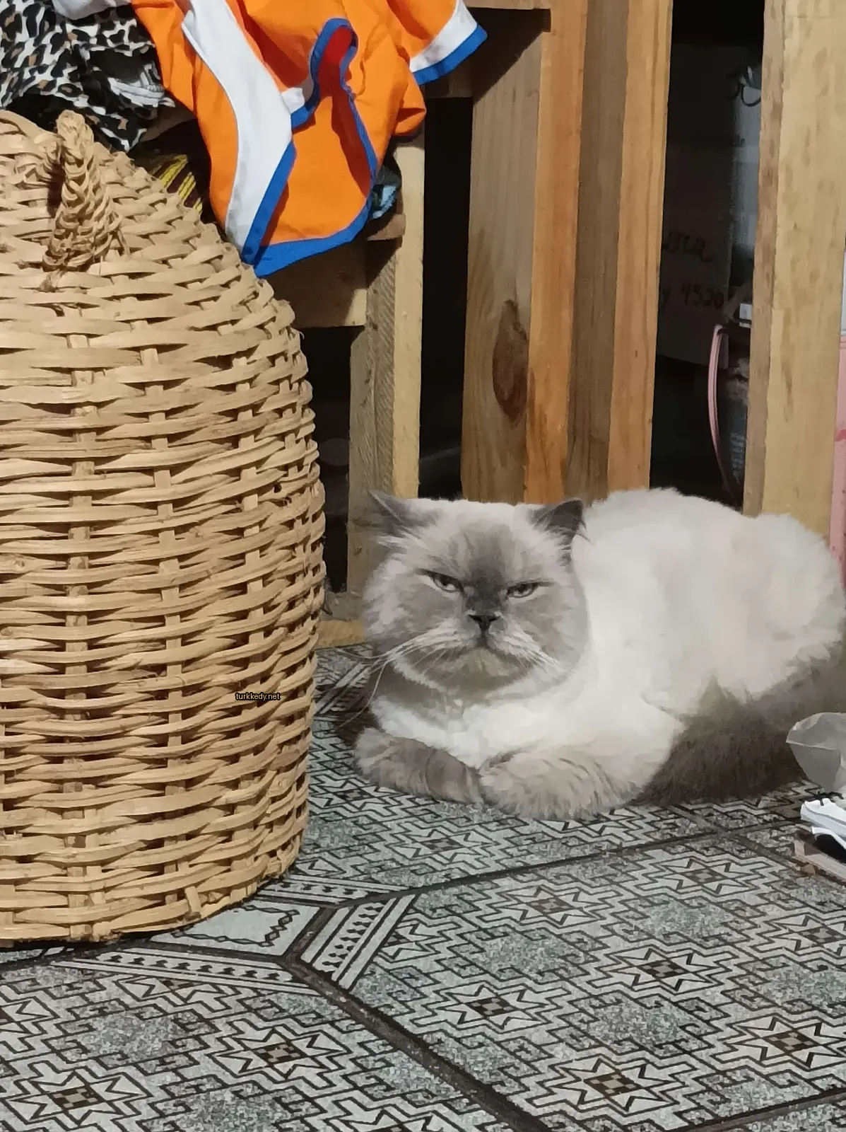 Gri ve beyaz bir kedi bir wicker sepetin yanındadır.