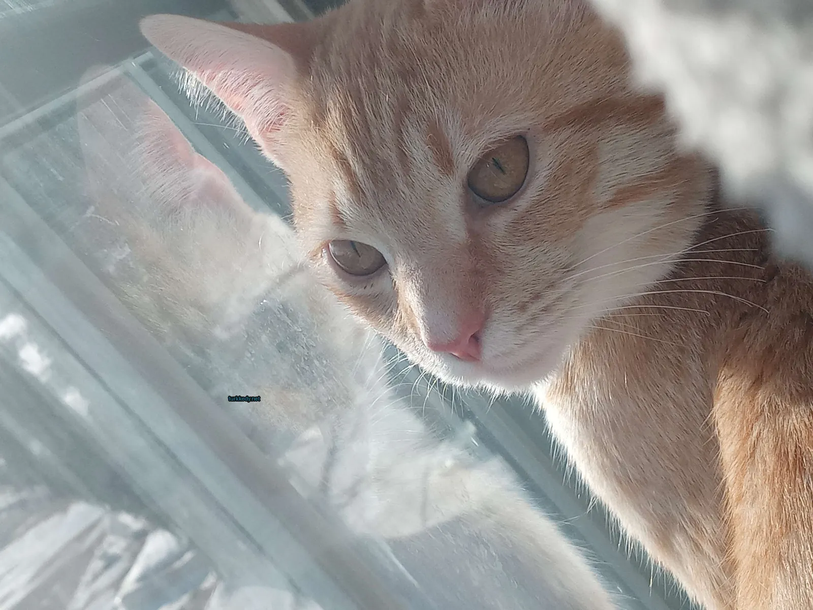 Sarı ve beyaz desenli bir kedi pencerede oturuyor.