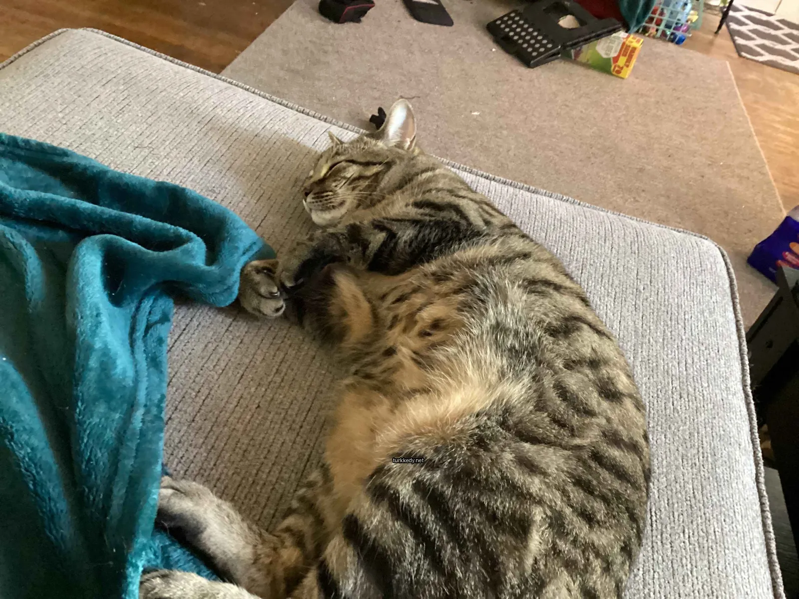 Bir çiklat ile kaplı bir kedi bir sofa üzerinde yatıyor.