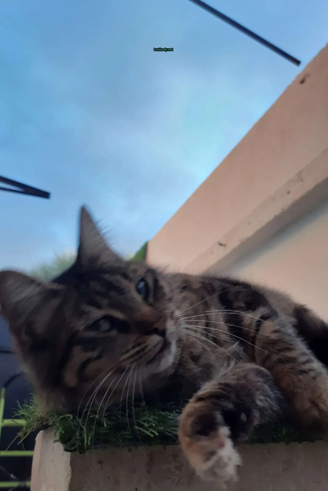 Kırmızı şeritli bir kedi yeşil bir bitki arka planıyla.