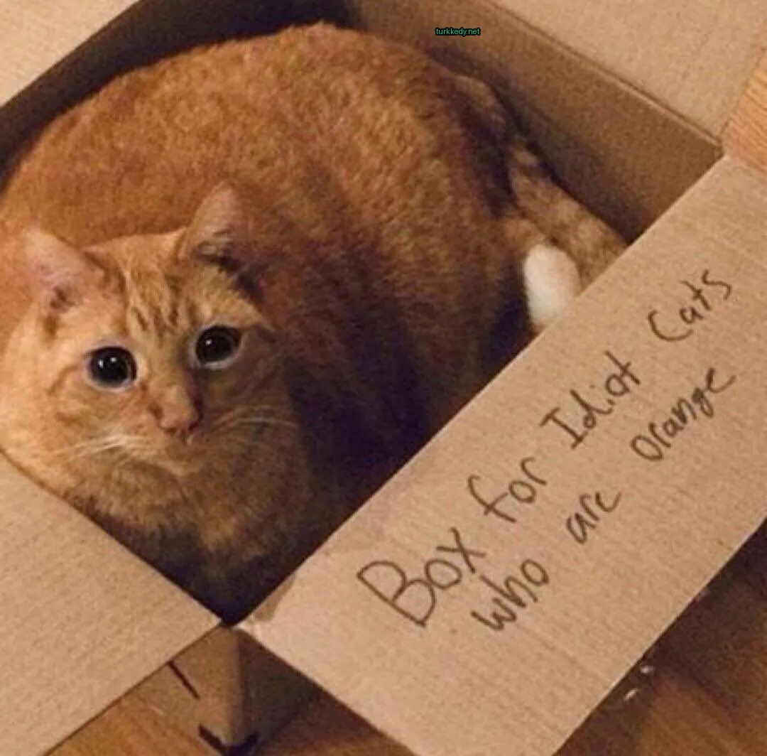 Kartondan bir kutuda oturan bir turuncu ve şişman kedi.