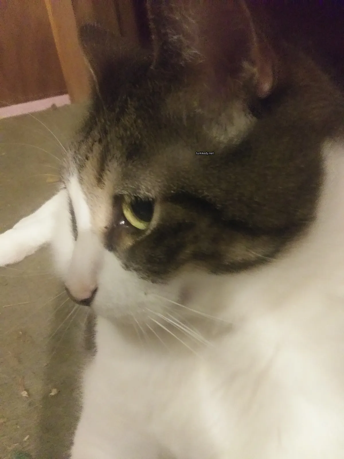 Gri ve beyaz bir kedi, siyah burun ve gözleri var.