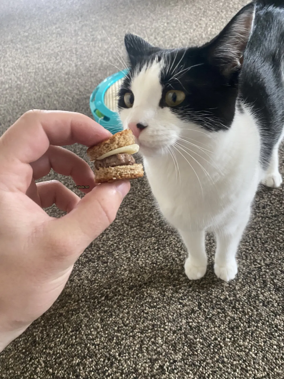 Siyah ve beyaz bir kedi mavi oyuncakla arka planda.