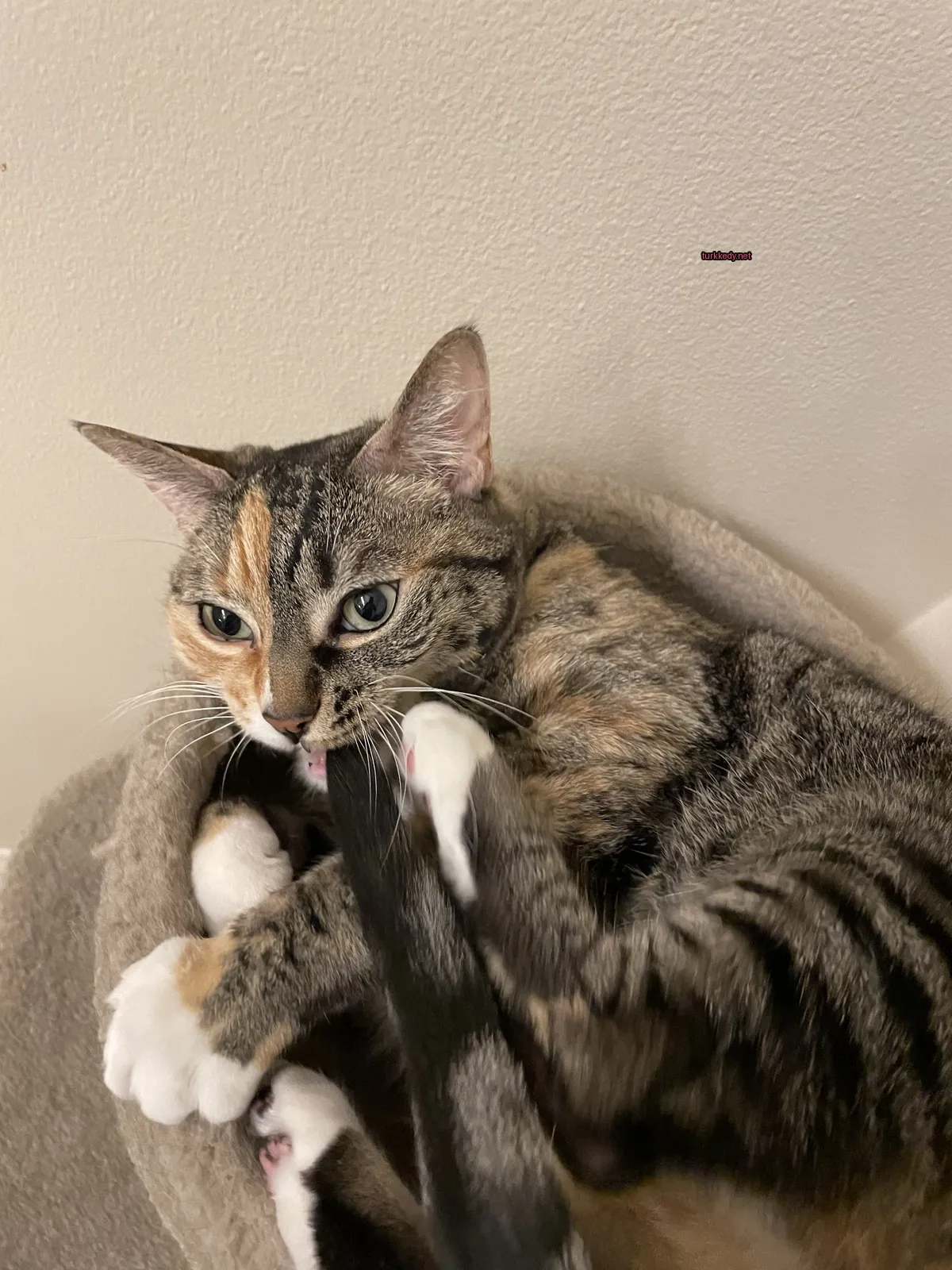 Siyah ve beyaz kuyruğu olan bir kedi bir kedi yatağında oturuyor.