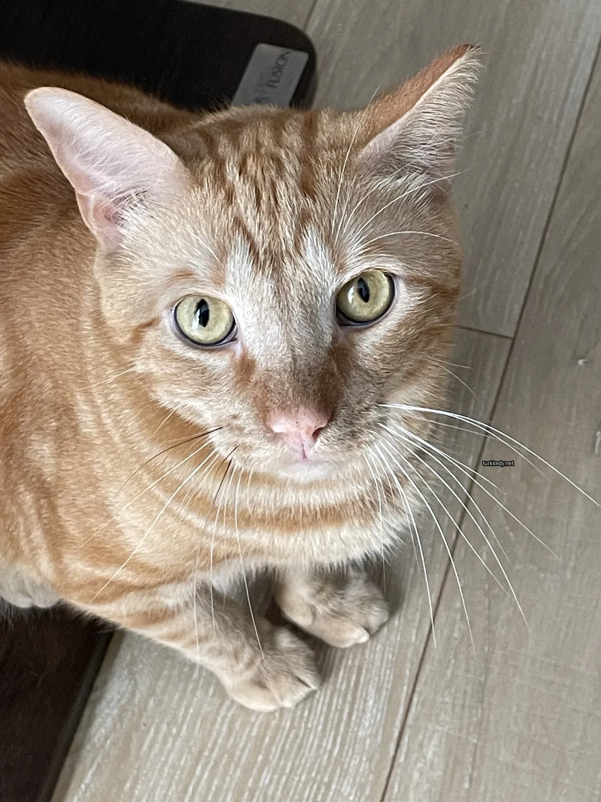 Kahverengi ve beyaz bir kedi, beyaz yüz ve bıyıkları ile ahşap zeminde oturuyor.
