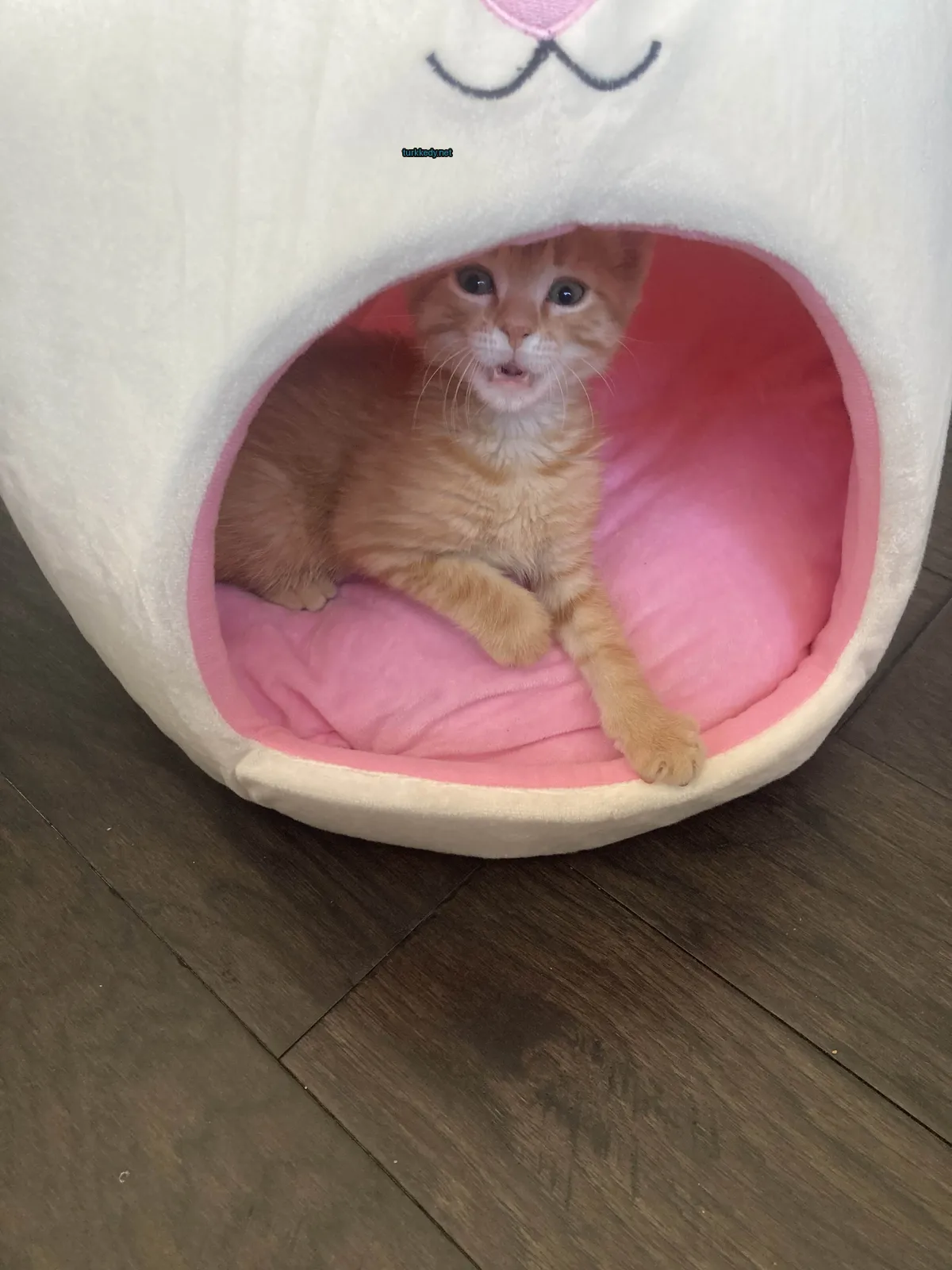 Küçük bir pembe ve beyaz kedi yatağında mavi ve beyaz bir kedi yatıyor.