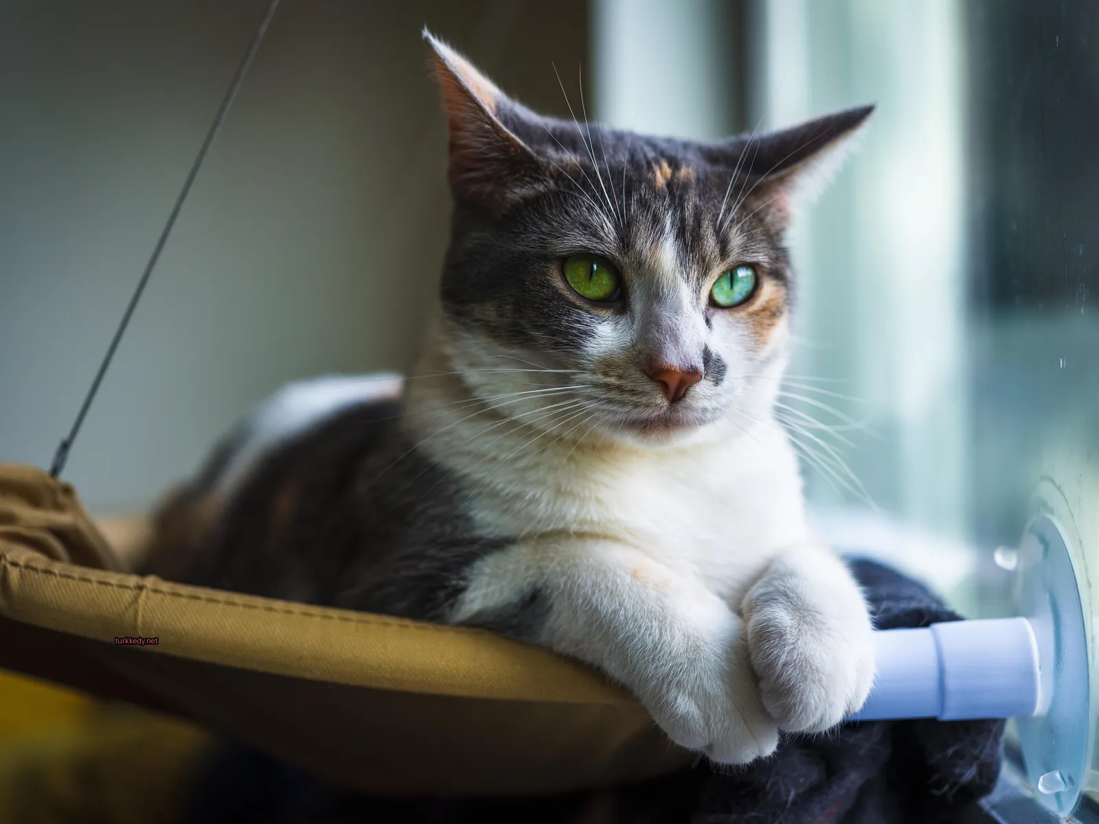 Yeşil gözlü bir kedi, beyaz ve kahverengi bir desenli bir koltukta oturuyor.
