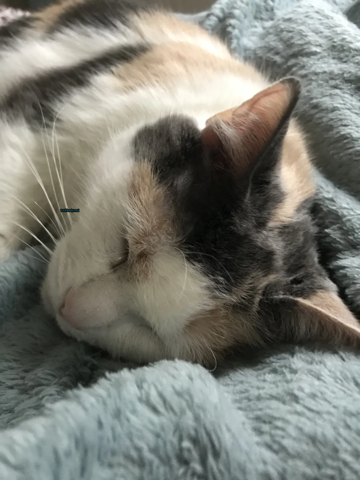 Beyaz ve kahverengi bir kedi mavi bir örtü üzerinde yatıyor.