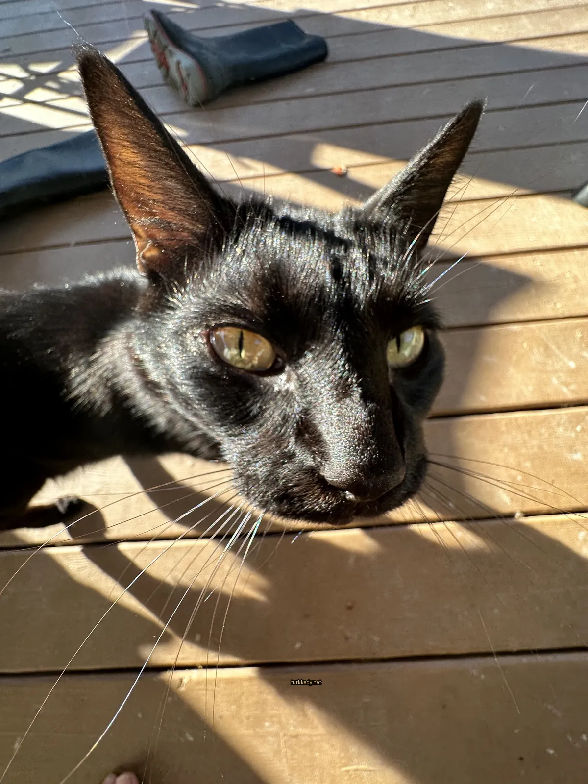 Siyah bir kedi, sarı gözleri ve beyaz bir bıyığı ile ahşap bir terasın üzerinde duruyor.