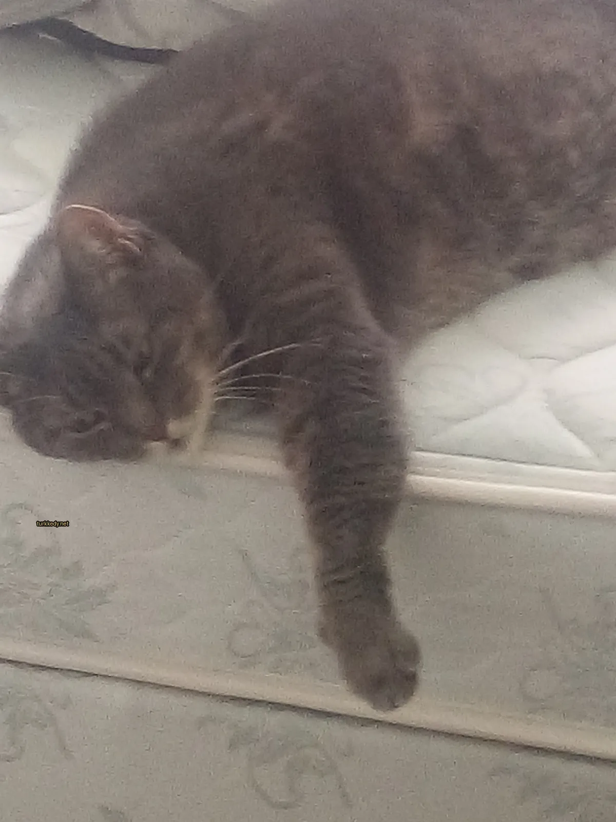 Gri ve beyaz bir kedi yatakta yatıyor.