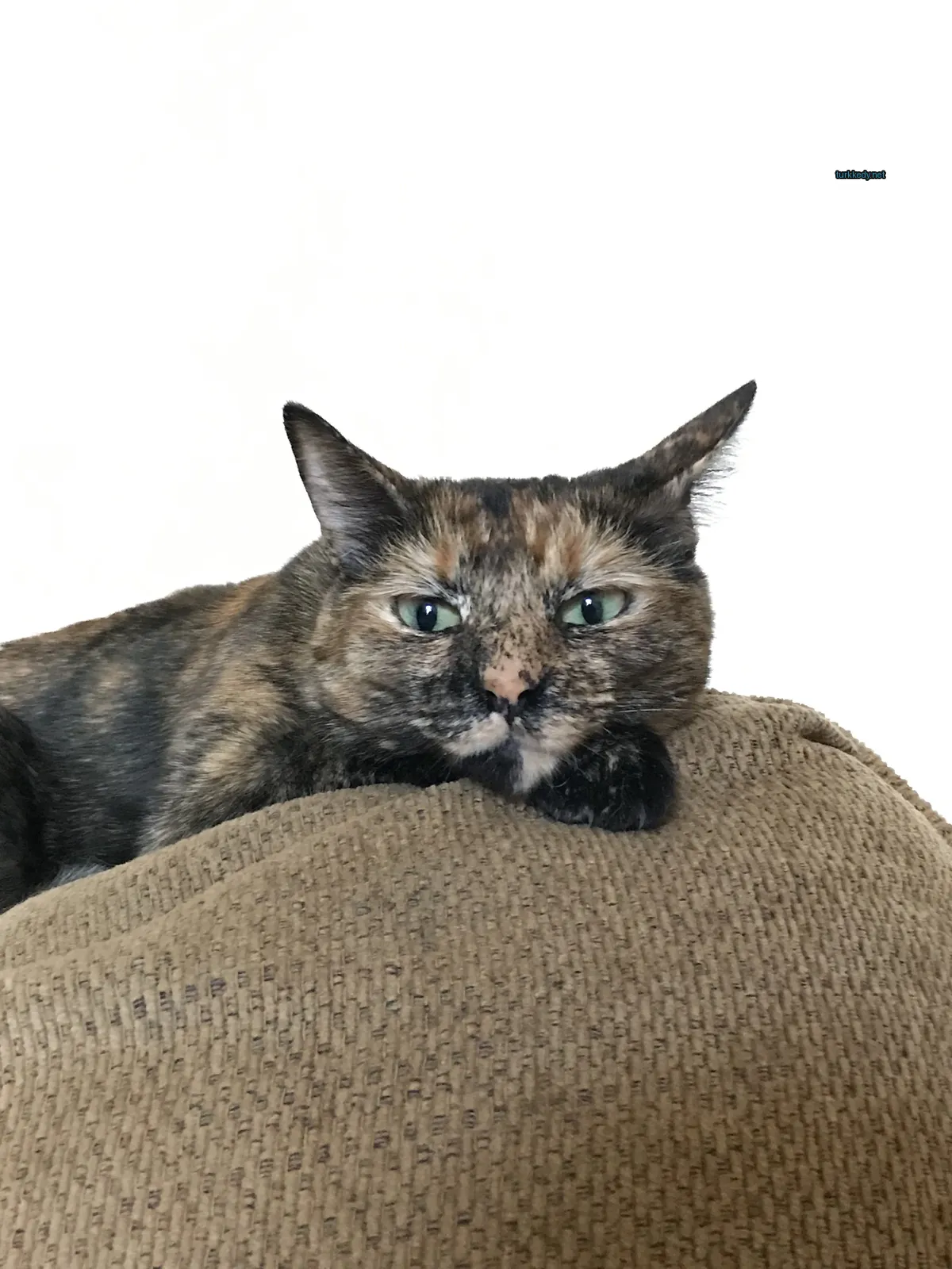 Kara ve siyah bir deri desenine sahip bir kedi bir sofa üzerinde yatıyor.
