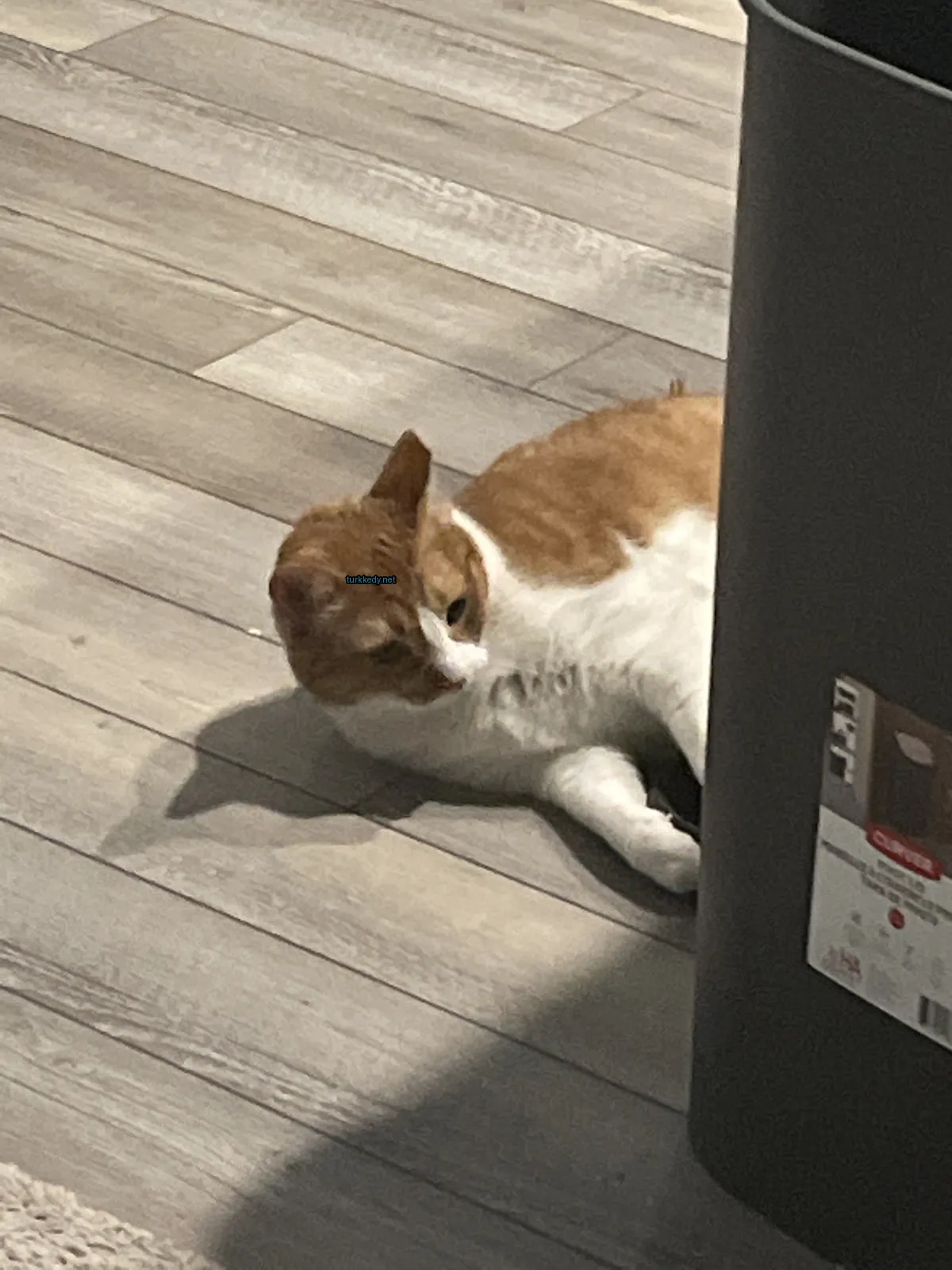 Beyaz ve turuncu bir kedi zeminde yatıyor.