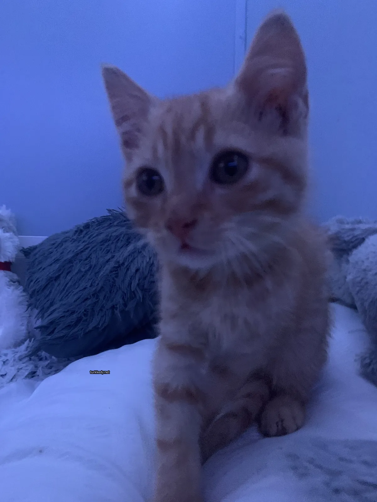 Beyaz yatakta küçük bir sarı ve beyaz kedi oturuyor.