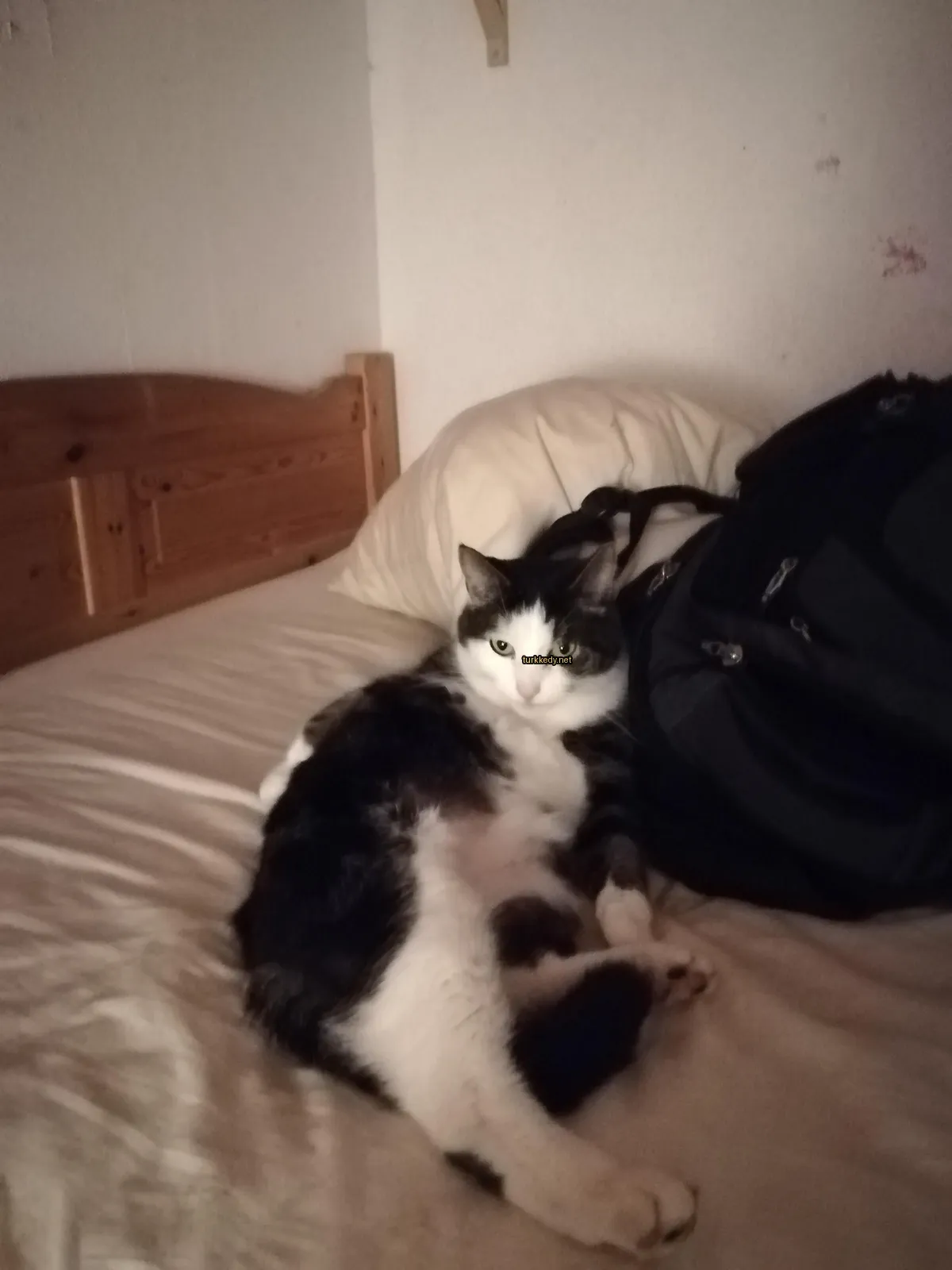 Beyaz bir yastıkta siyah bir kedi bir çanta yanındadır.