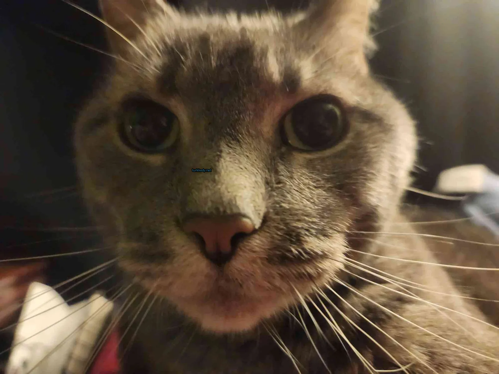 Gri ve beyaz bir kedi, pink bir burun ve gözlerle kameraya bakıyor.