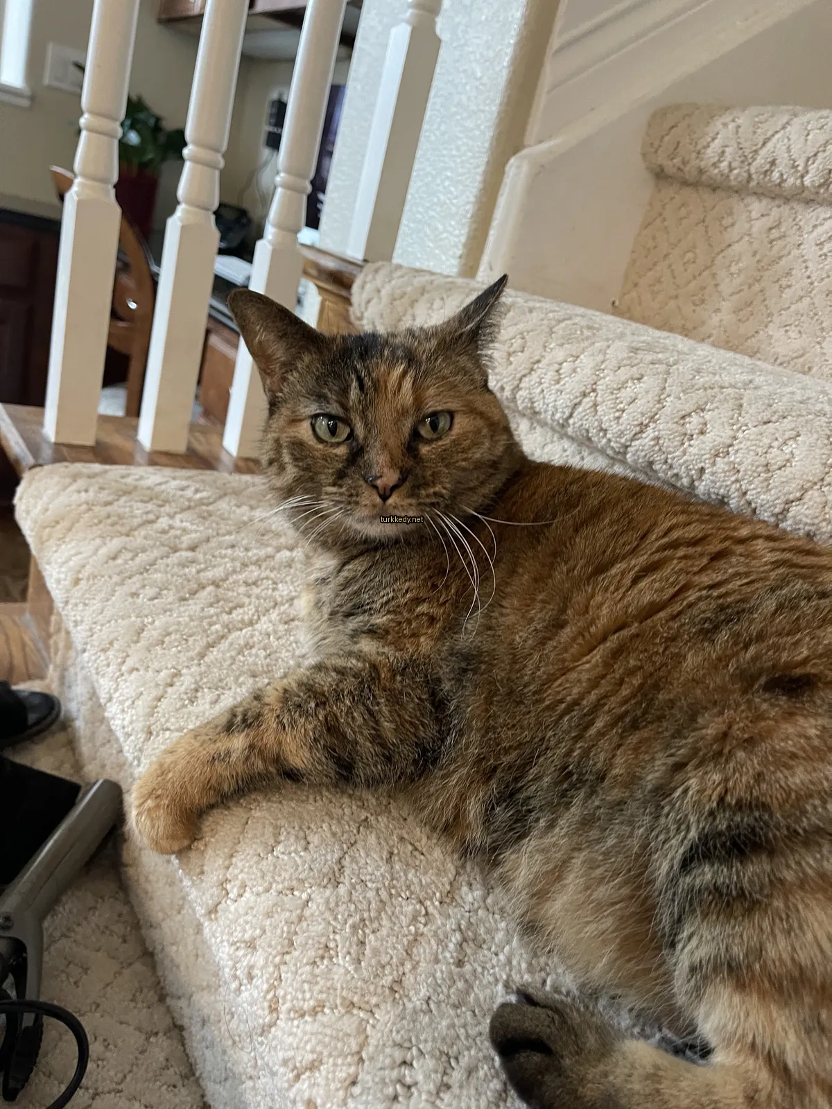 Koyu kahverengi ve siyah bir desenli bir kedi bir sofa üzerinde yatıyor.