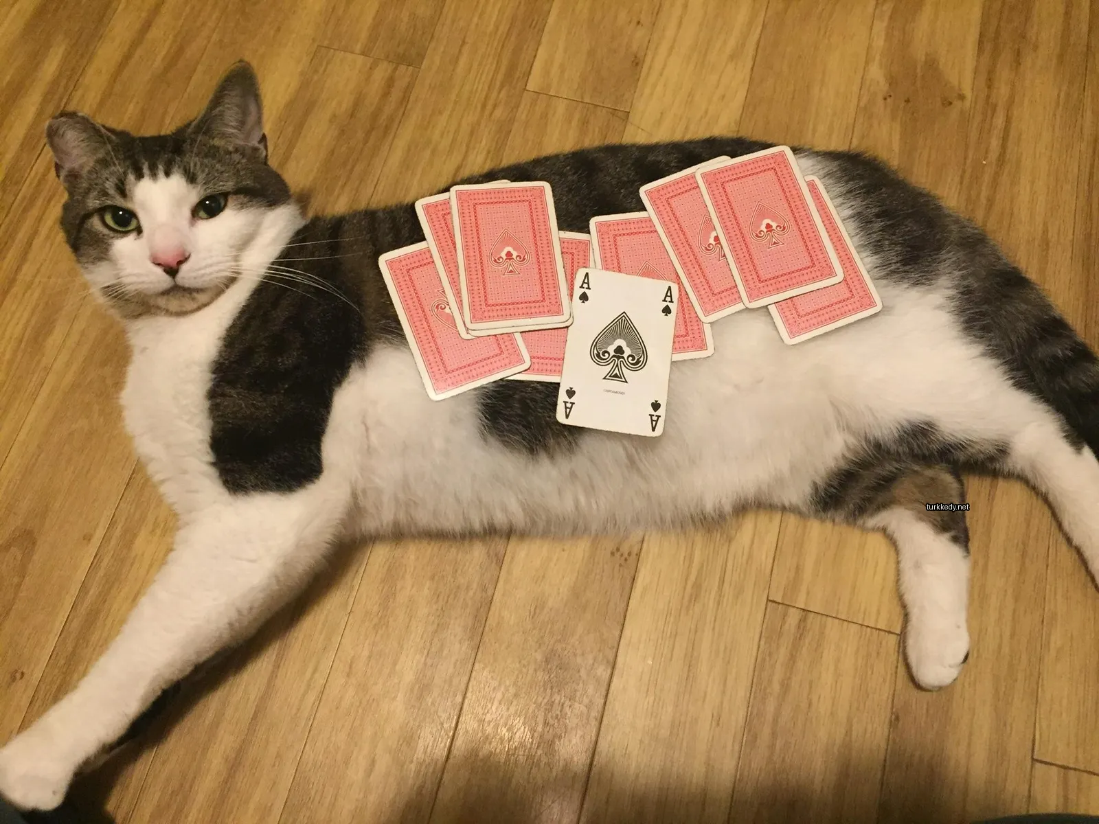 Siyah ve beyaz desenli bir kedi, bir ahşap zeminde yatıyor.