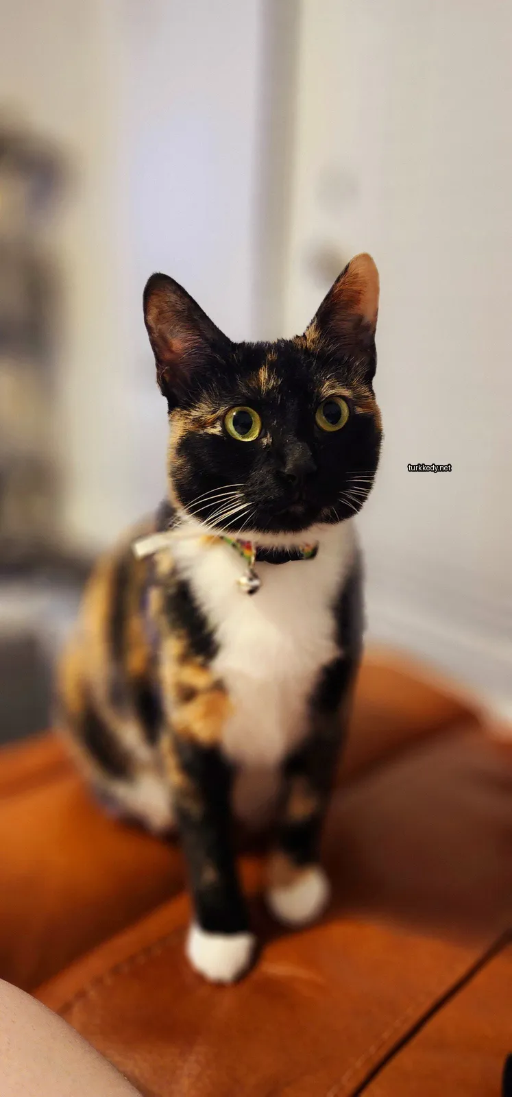 Yeşil bir kemerli ve beyaz göğüslü bir kedi bir ahşap masada oturuyor.