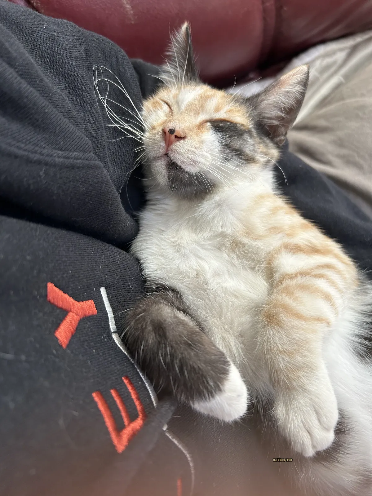 Beyaz ve kahverengi tüylü bir kedi, bir kişinin göğsünde uyuyor.