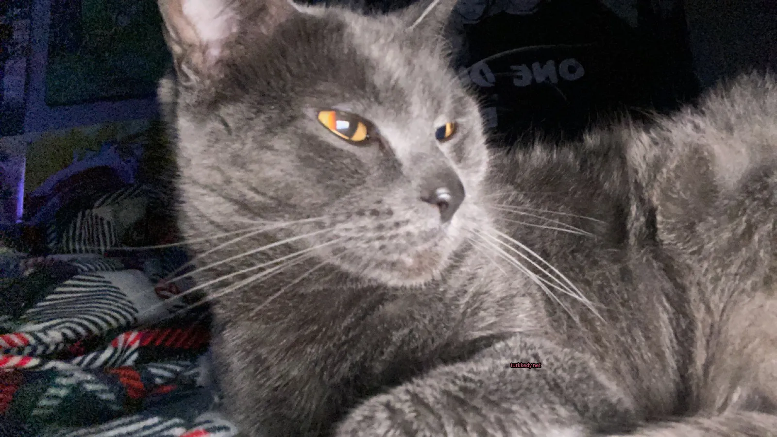 Gri bir kedi, sarı gözleriyle yatağın üzerinde yatıyor.