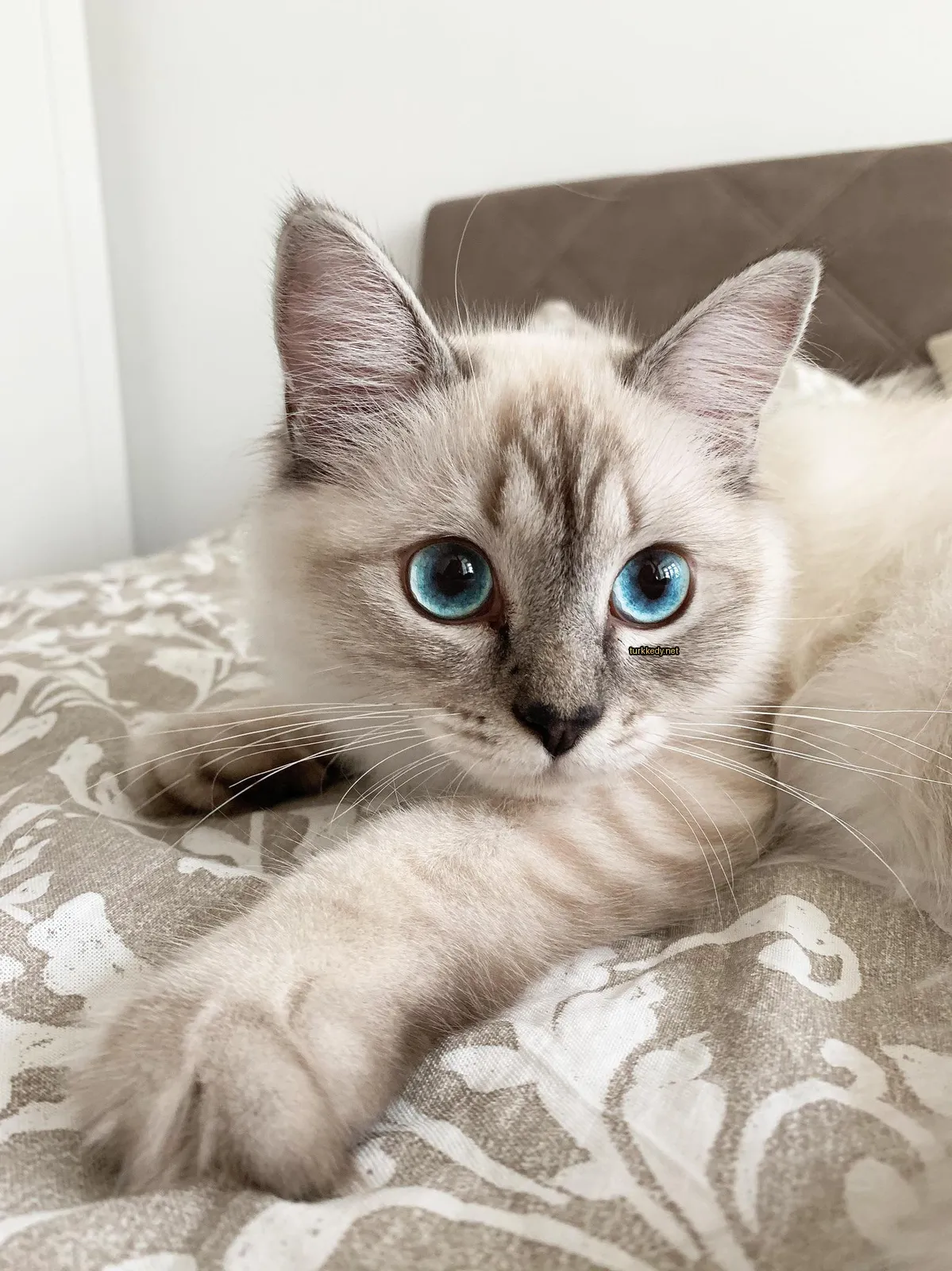 Beyaz bir kedi mavi gözleriyle yatakta yatıyor.