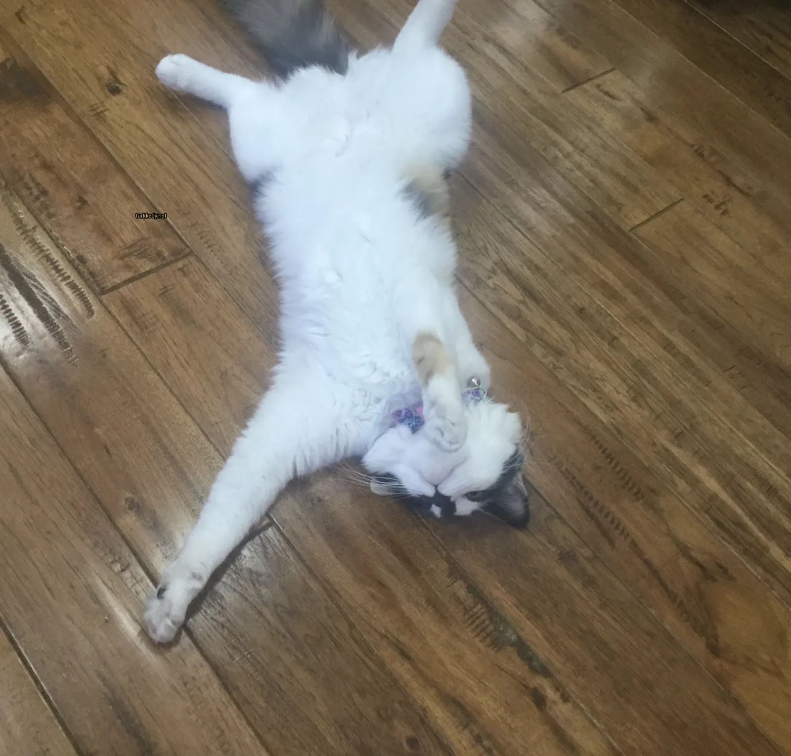 Beyaz ve siyah bir kedi zemine yatıyor.