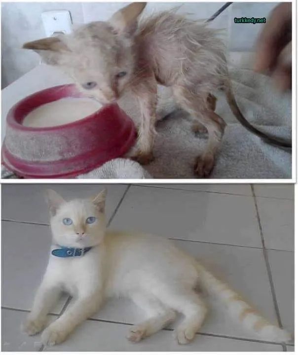 Beyaz bir kedi mavi gözleriyle beyaz mermer zemine yatıyor.