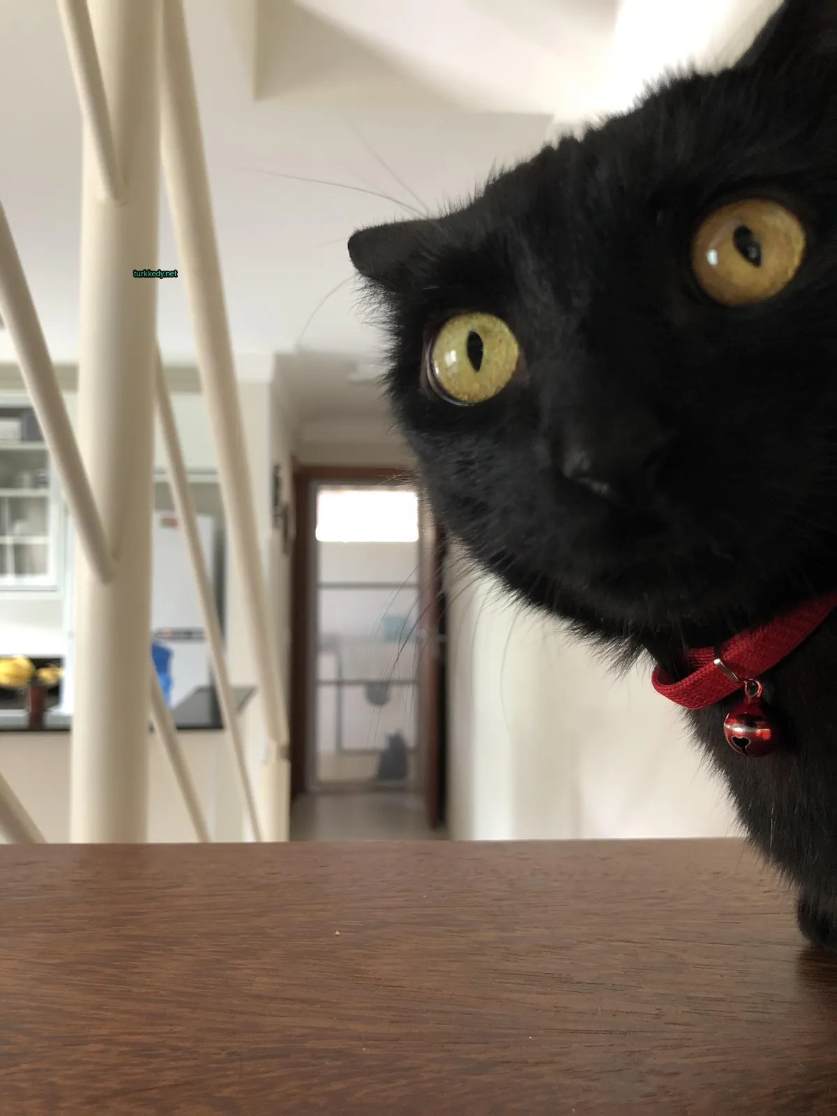 Siyah bir kedi, sarı gözleriyle ahşap bir masaya oturmuştur.