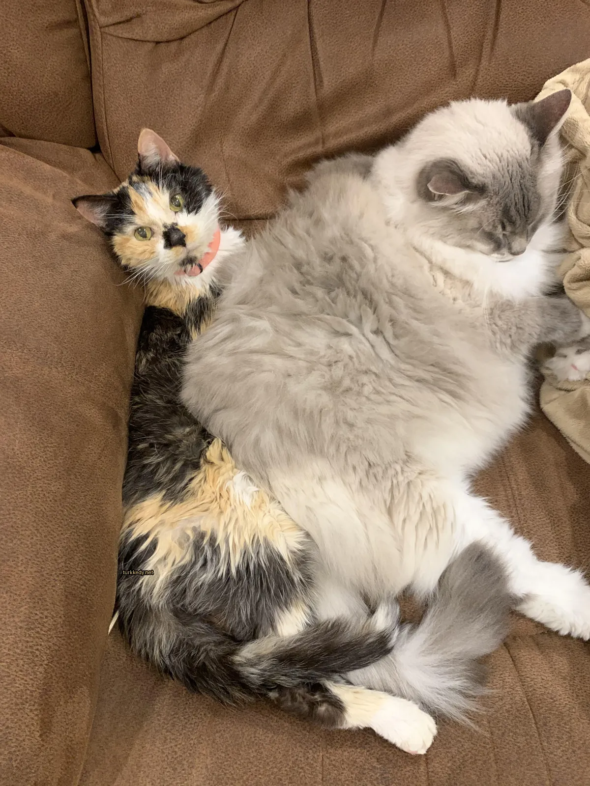 Bir calico kedi bir büyük gri kedi yanındaki bir sofa üzerinde uyuyor.