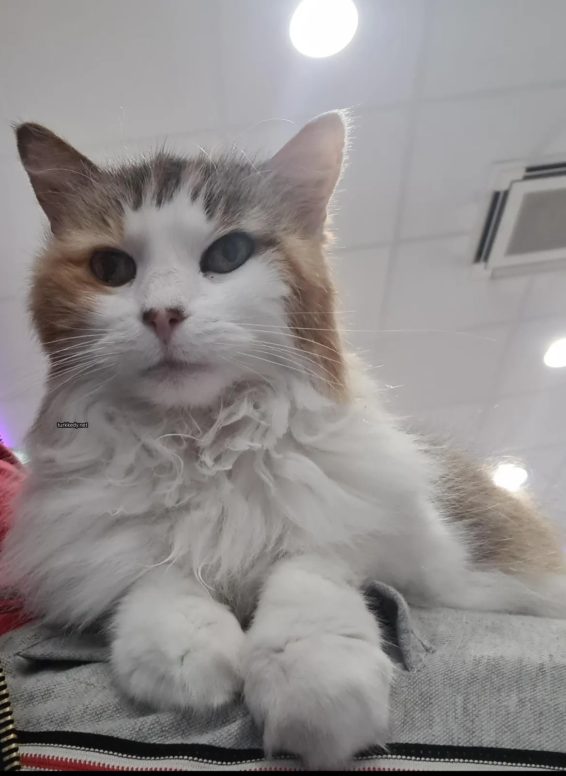Beyaz ve kahverengi bir kedi, beyaz çene ve ayakları olan bir insana oturmaktadır.