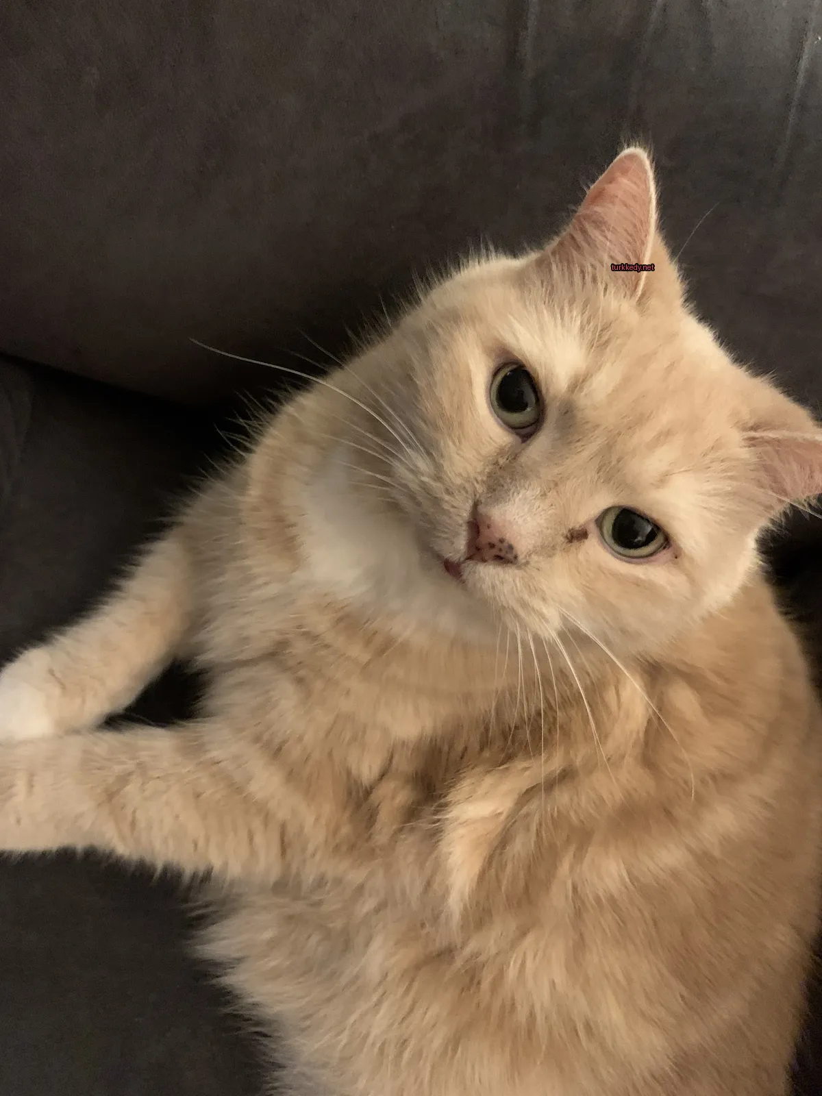 Beyaz ve turuncu bir kedi, pembe burun ve kahverengi kulakları olan bir kedi, bir sofa üzerinde yatıyor.
