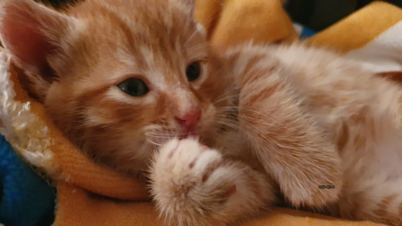 Bir küçük mavi beyaz kedi yastıkta yatıyor.