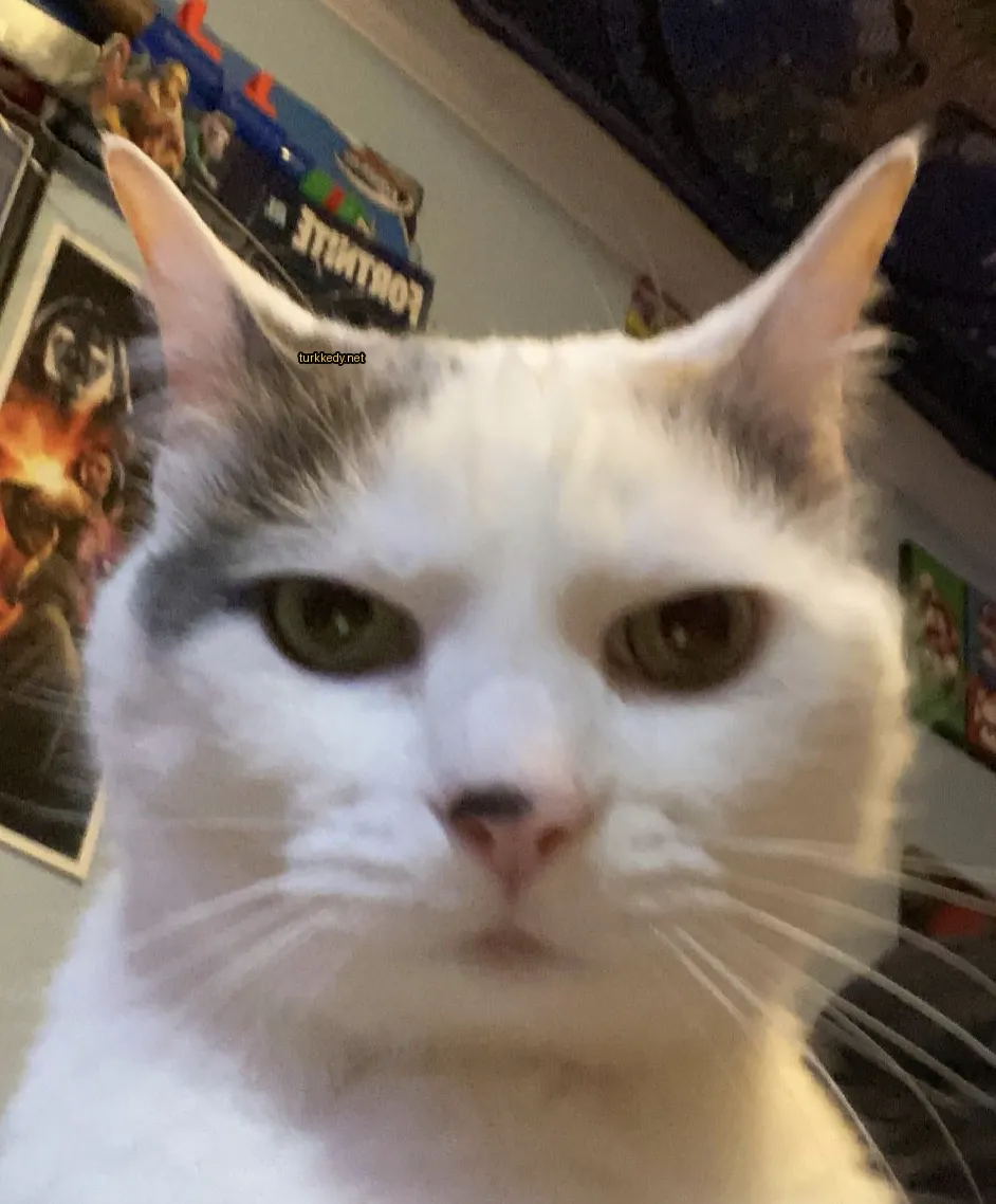 Beyaz ve kahverengi bir kedi, siyah burun ve gözleri var.