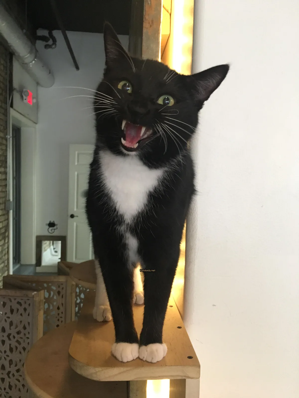Siyah ve beyaz bir kedi, beyaz göğüs ve yüzünün üzerinde siyah bir şerit bulunan bir ahşap masa üzerinde duruyor.