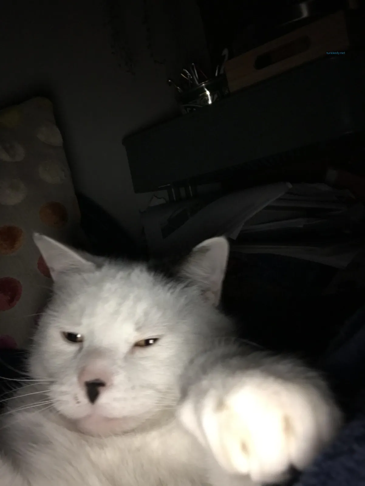 Beyaz bir kedi, siyah bir burun ve ayaklarla yatakta yatıyor.