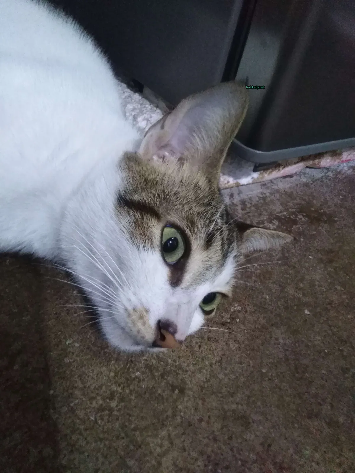 Beyaz ve kahverengi bir kedi zemine uzanmış.