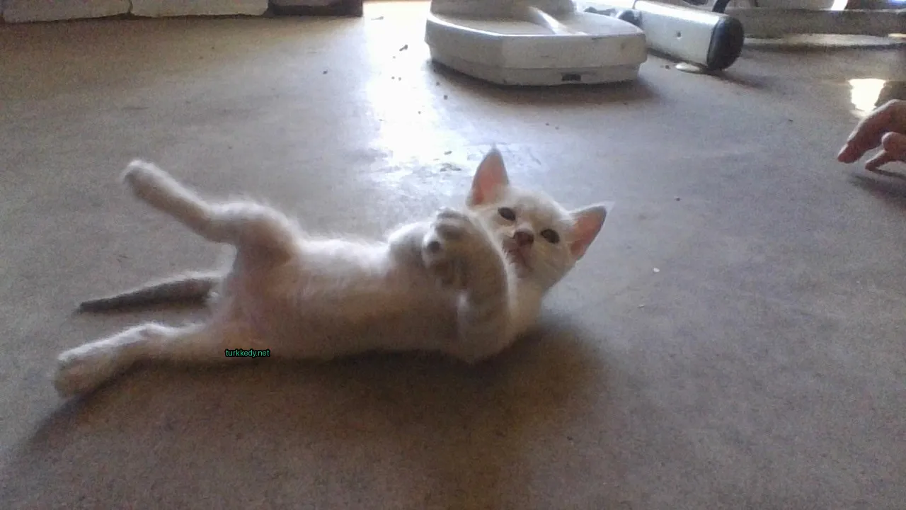 Beyaz bir kedi, bir koltukta pembe dili ve kahverengi burunlu yatıyor.