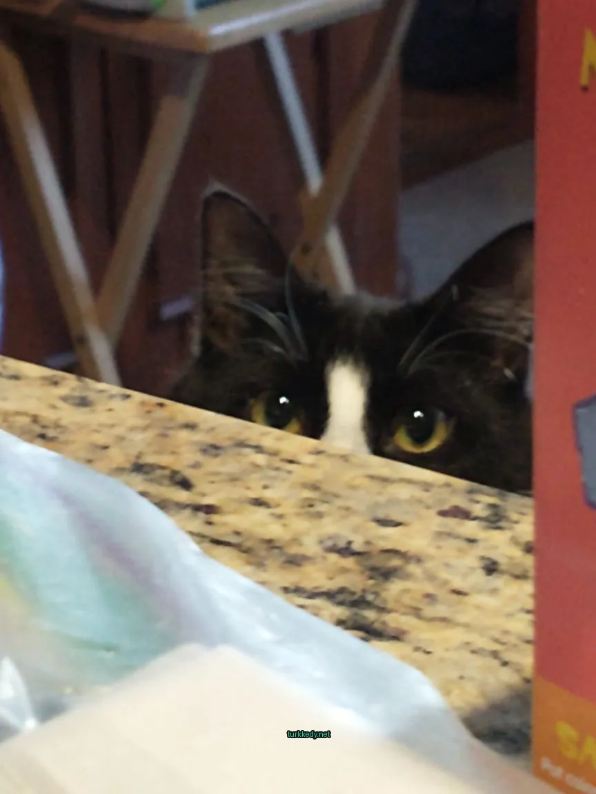 Siyah ve beyaz bir kedi bir tezgahın üzerinde görünen bir pencereden bakıyor.