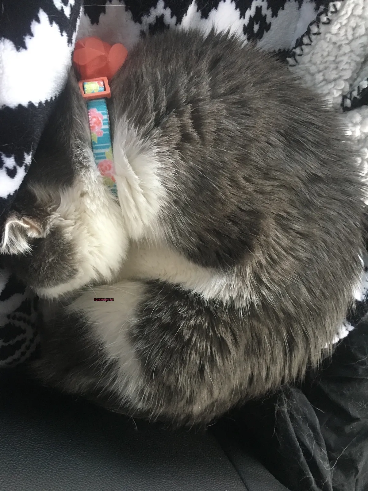 Gri ve beyaz bir kedi bir battaniyede sarılı pozisyonda yatıyor.