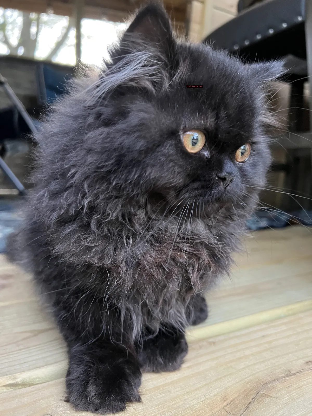 Siyah bir kedi, püsküllü bir kürkü olan bir ahşap zeminde oturuyor.