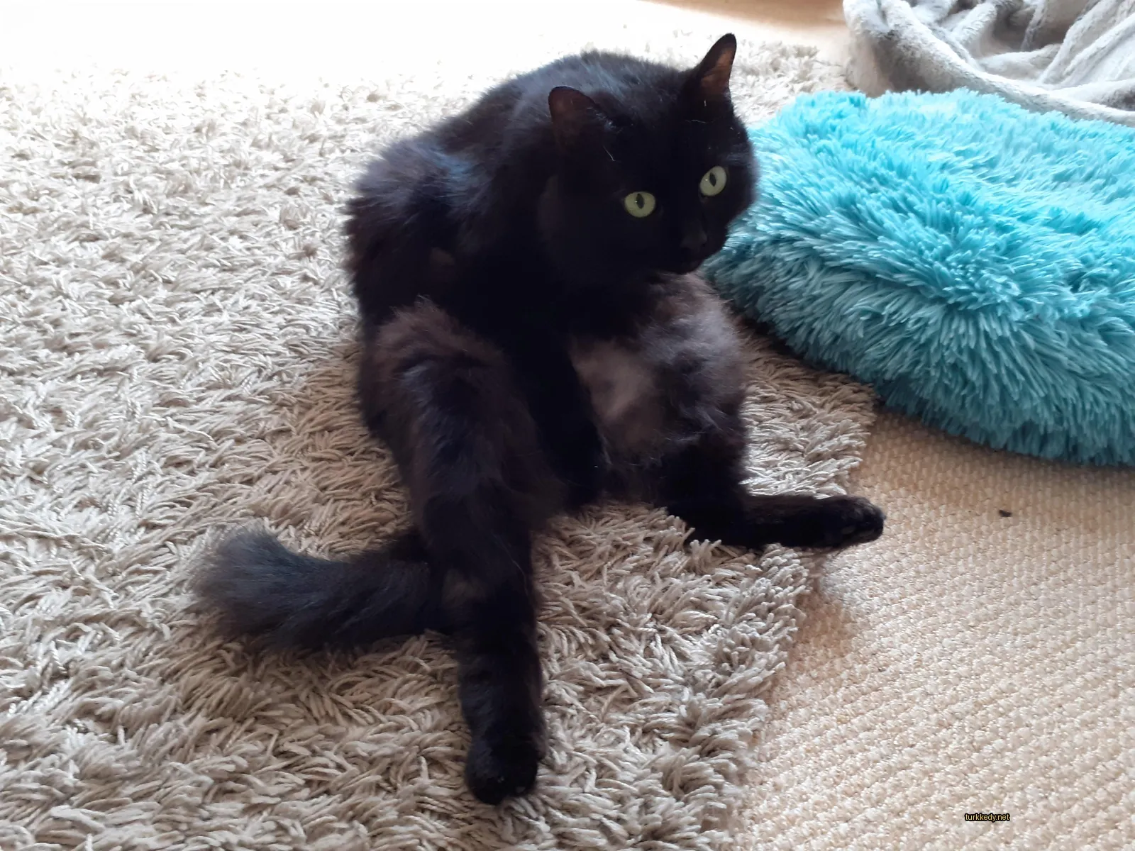 Siyah bir kedi, beyaz gövdeli, bir halı üzerinde oturuyor.