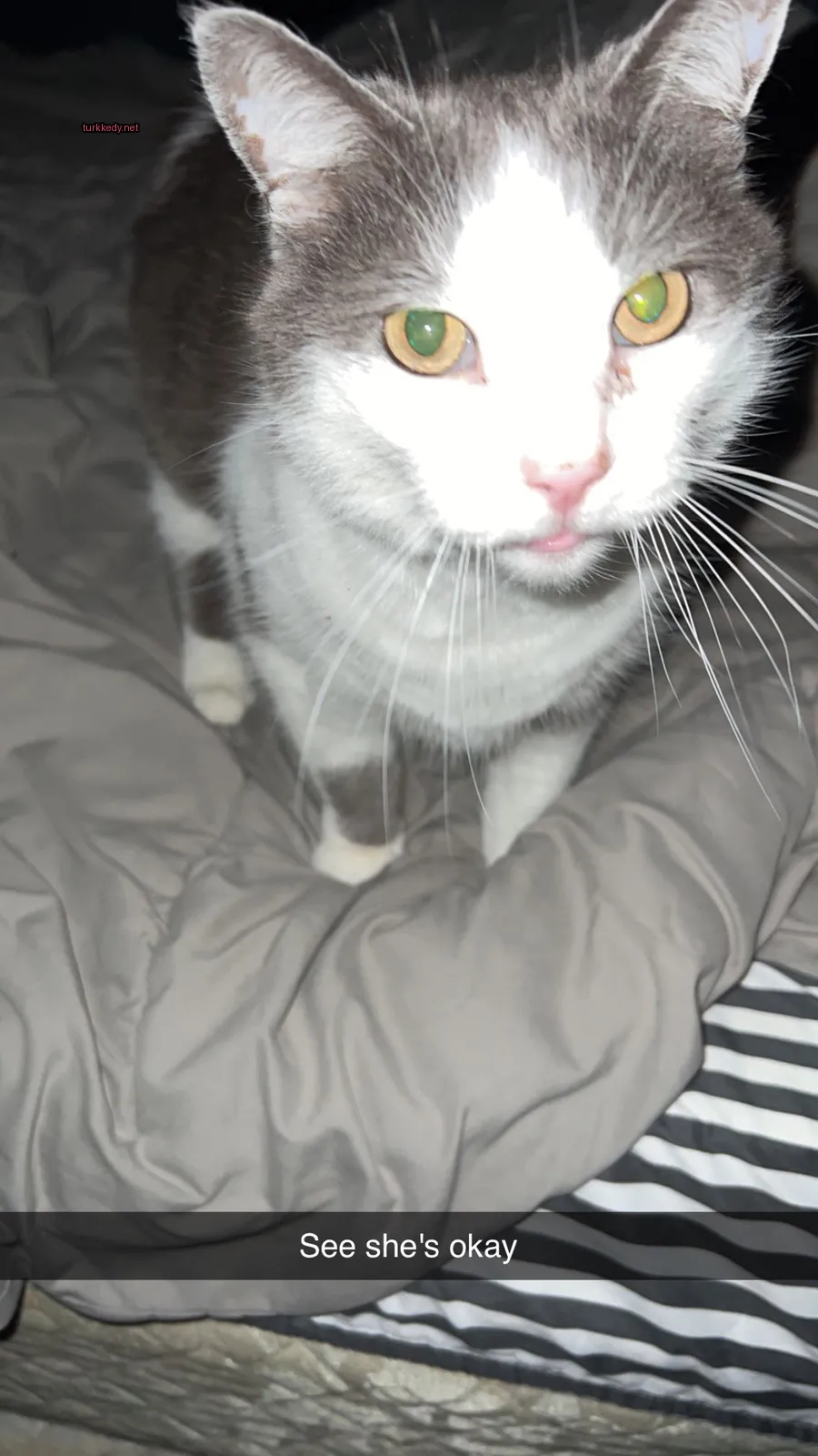 Kara ve beyaz bir kedi yatakta oturuyor.