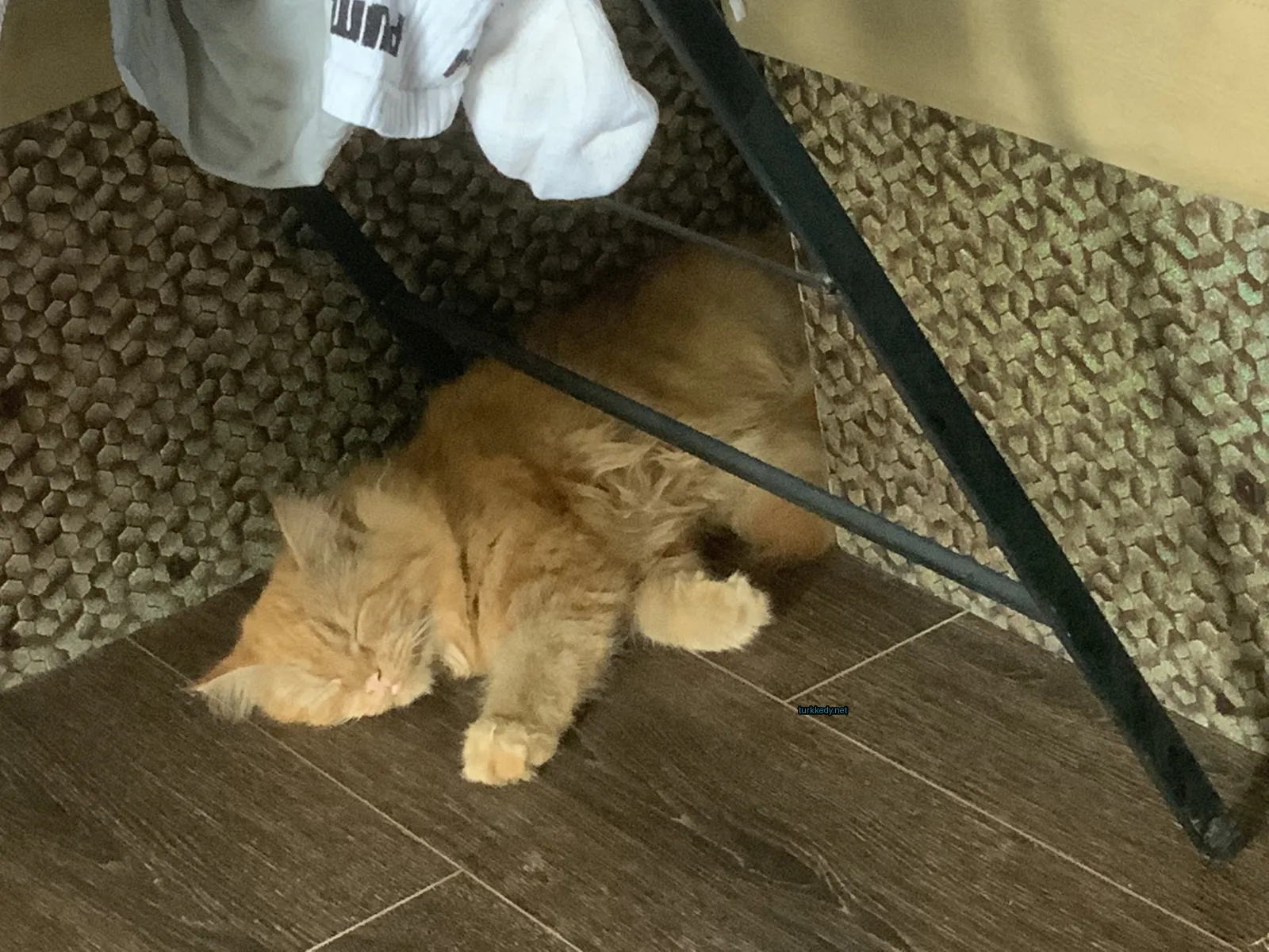 Kırmızı bir kedi ahşap zeminde uyuyor.