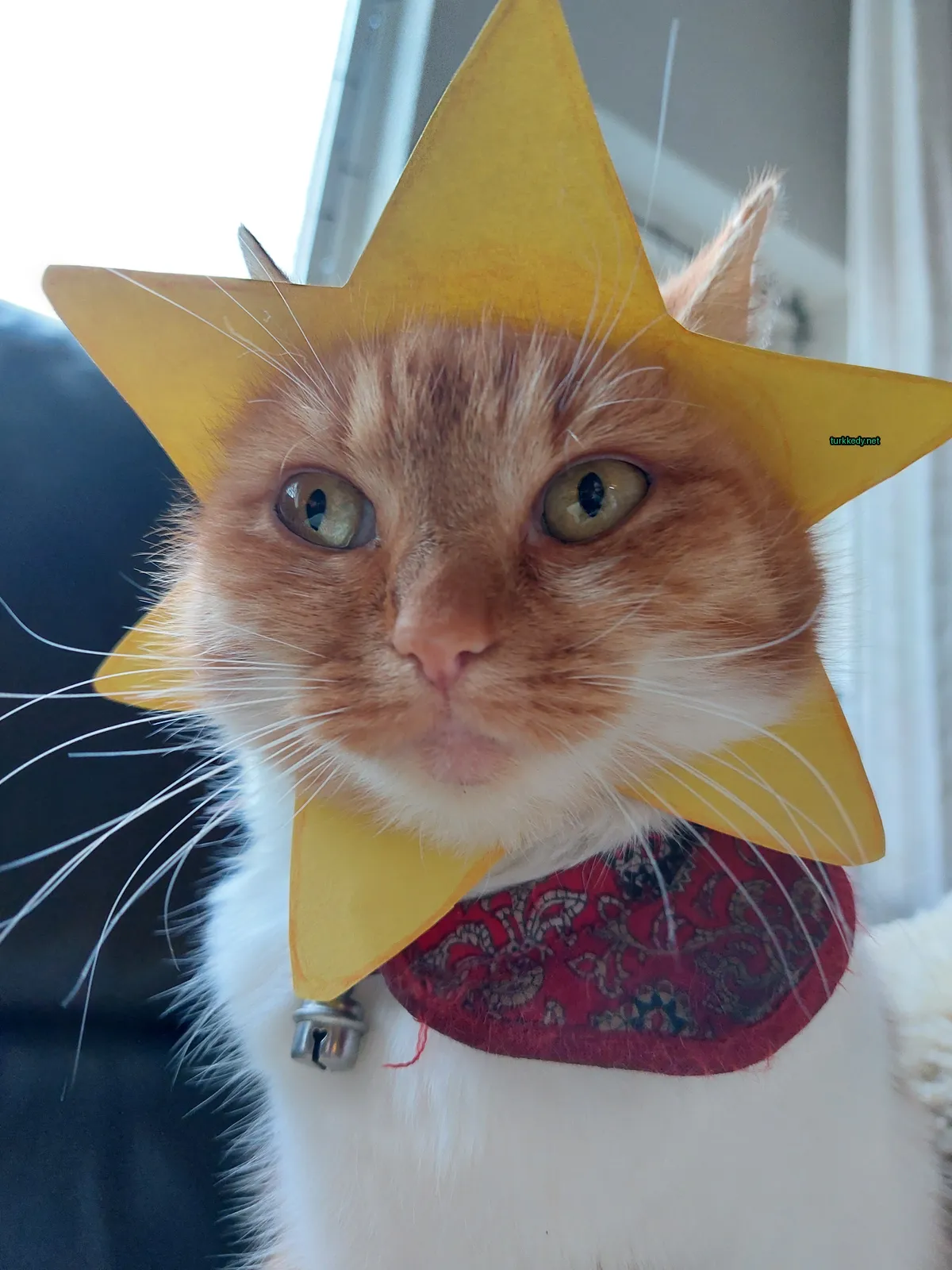 Sarı bir yıldız takı ve kırmızı bir şal takan bir kedi.