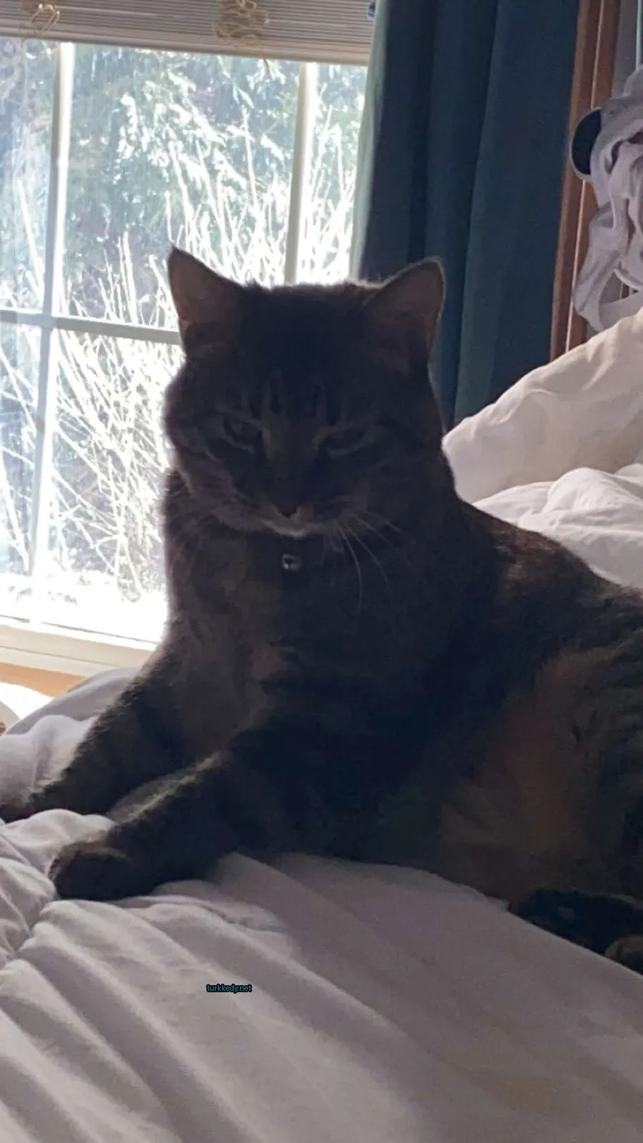 Gri ve siyah bir kedi yatakta oturuyor.