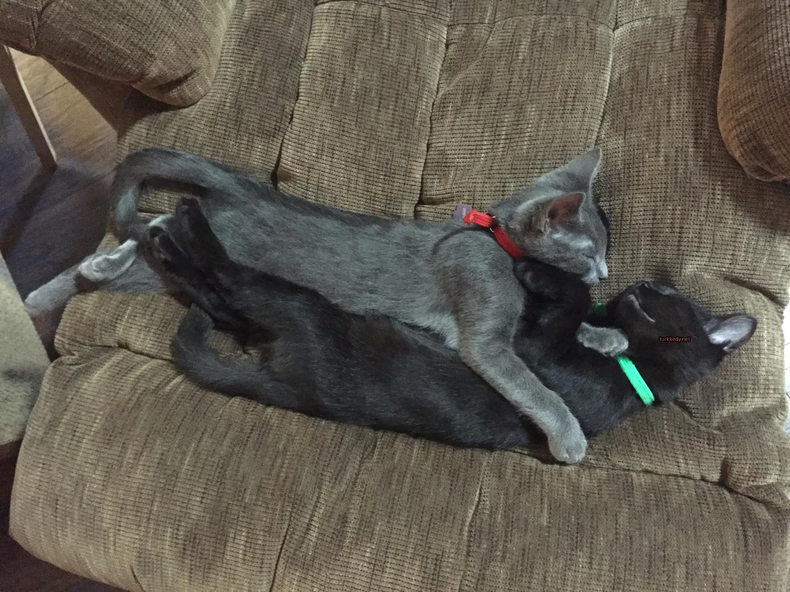 İki kedi bir sofa üzerinde yatıyor, biri siyah, diğeri gri.