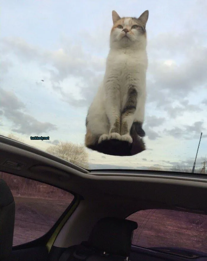 Beyaz ve kahverengi desenli bir kedi bir arabanın üzerinde oturuyor.
